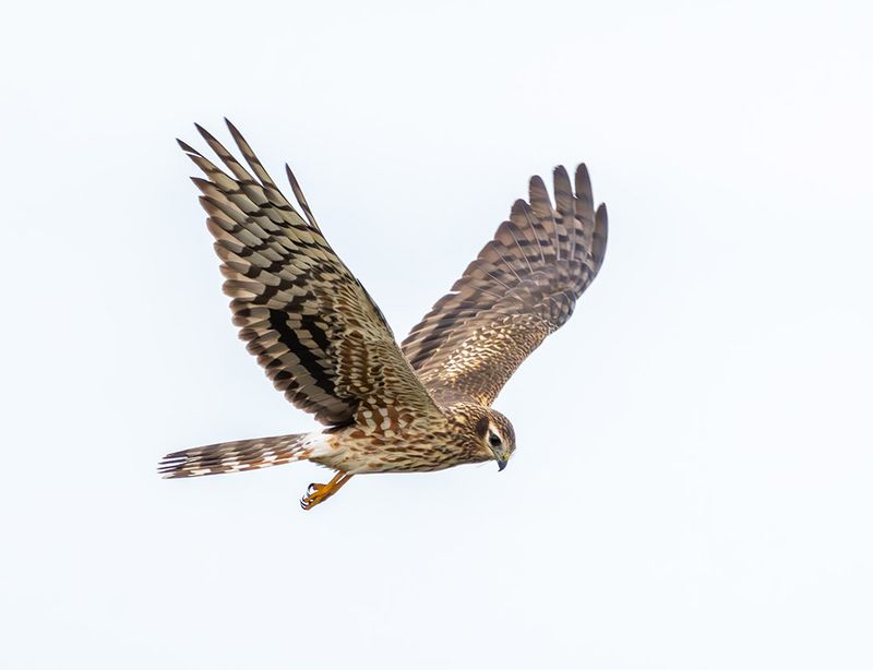 Montague's harrier - Circus pygargus