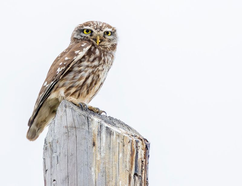Little Owl - Athena noctua
