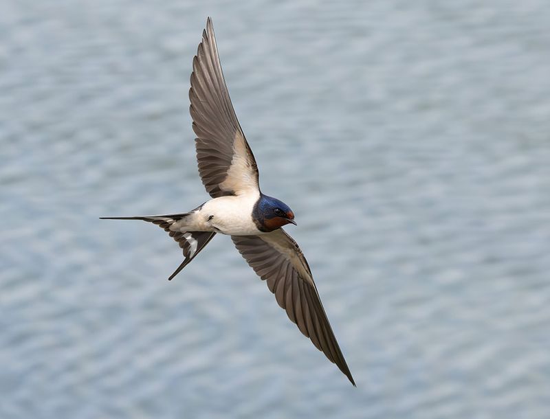 Barn Swallow - Hirundo rustica