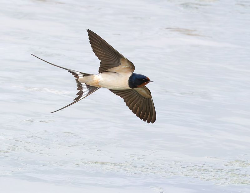 Barn Swallow - Hirundo rustica