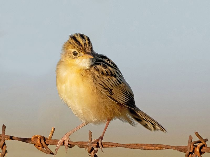 Zitting cisticola - Cisticola juncidis