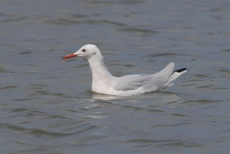 Slender-billed gull - Chroicocephalus genei