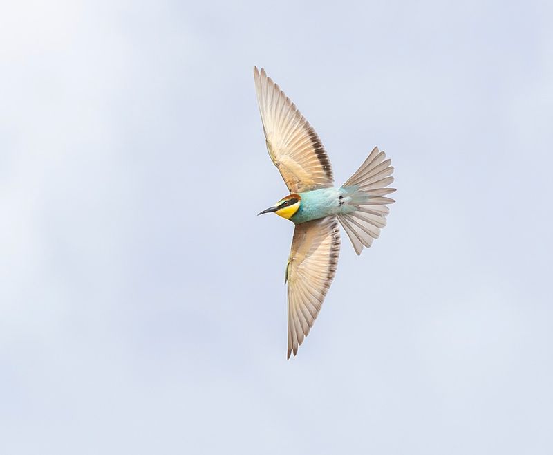 European bee-eater - Merops apiaster