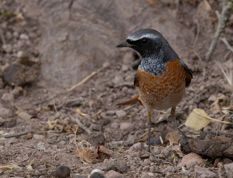 Common Redstart - Phoenicurus phoenicurus