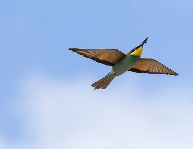 European bee-eater - Merops apiaster