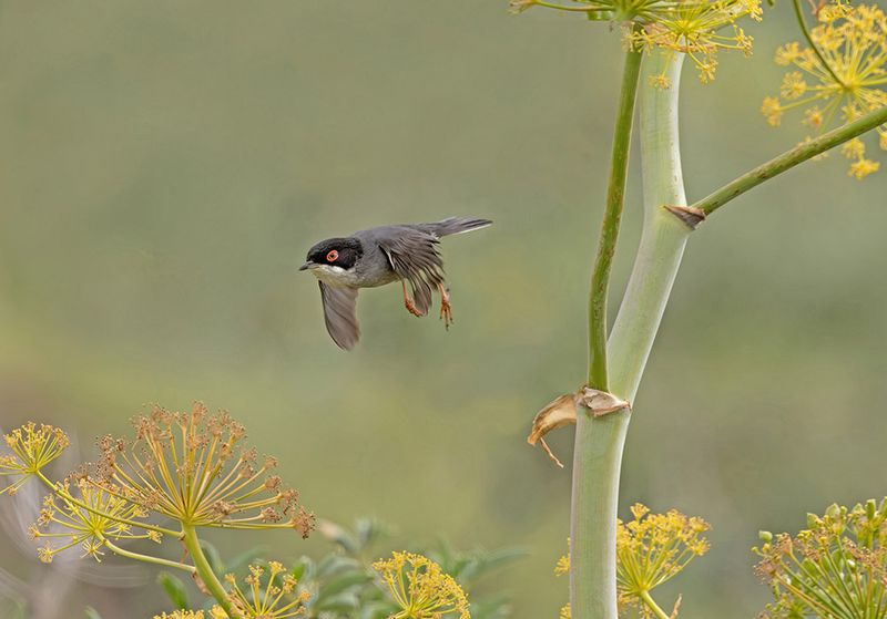 Sardinian warbler - Sylvia melanocephala