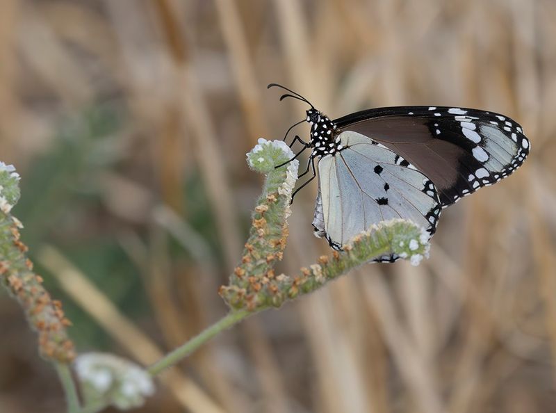 sub species Plain tiger - Danaus chrisippus f. alcippus
