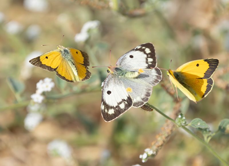 Clouded Yellow - Colias croceus with female form C.helice