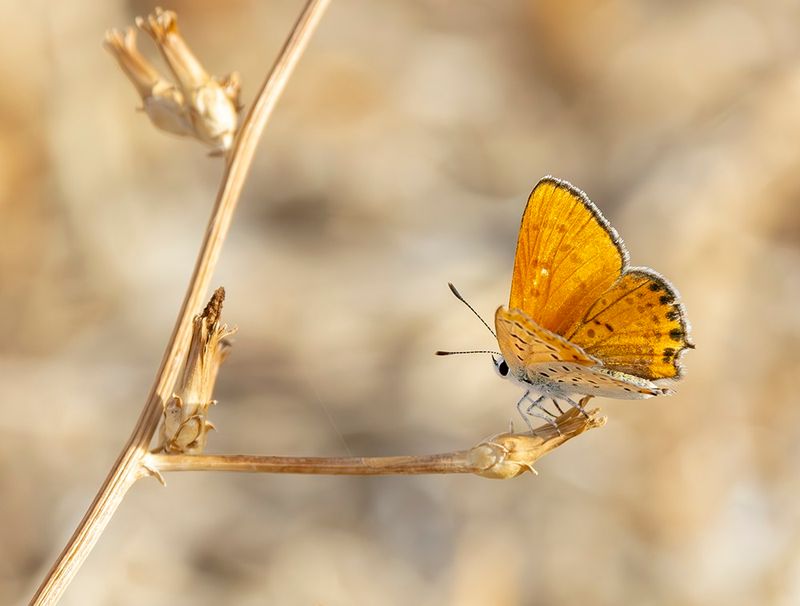 Lesser -fiery copper (Male )- Lycaena thersamon