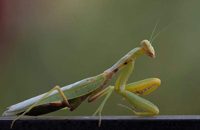 Mantis