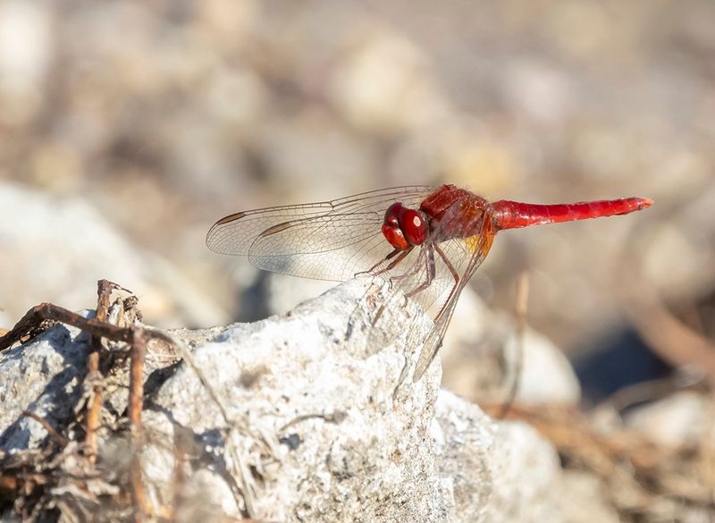 Red-veined darter - Sympetrum fonscolombii