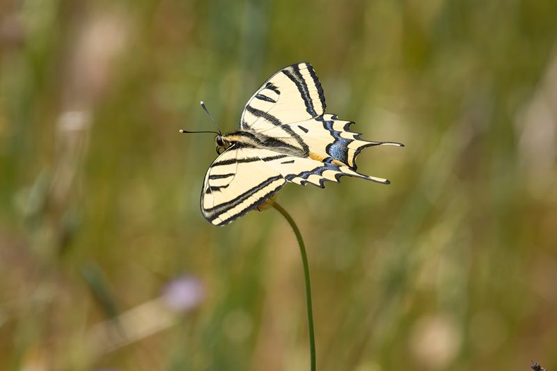 Southern Swallowtail - Papilio alexanor