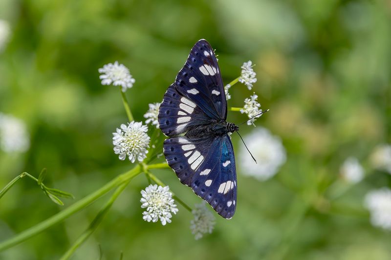 Southern-white admiral - Limenitis reducta