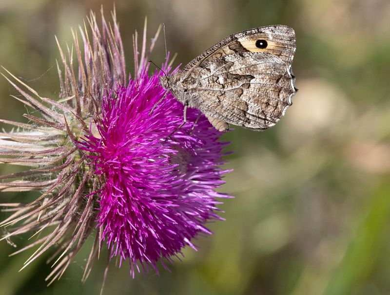 Grayling sp .