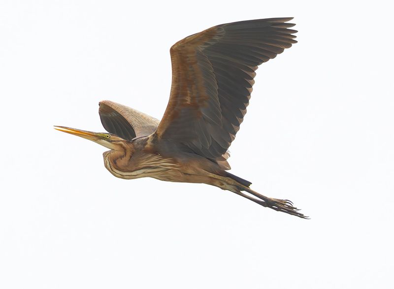 Purple heron - Ardea purpurea