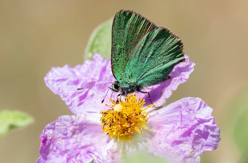 Green Hairstreak - Callophrys rubi