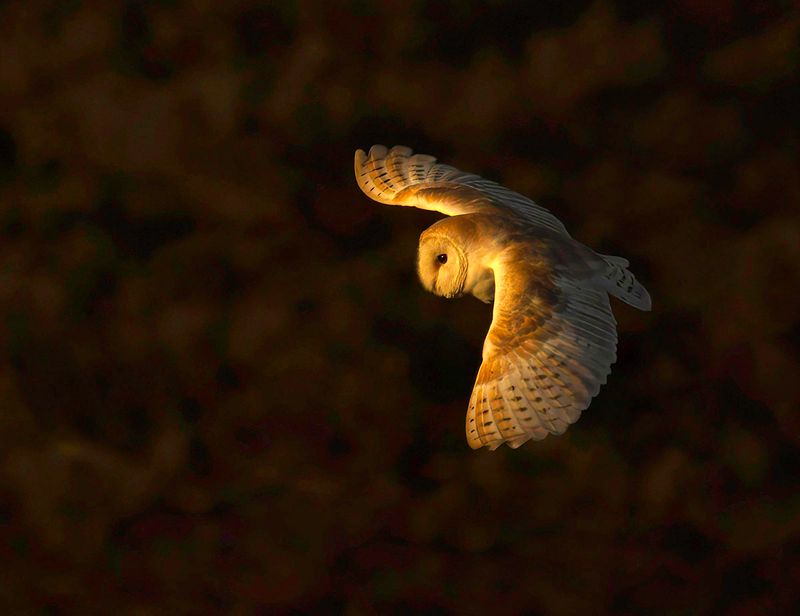 BARN OWL - Tyto alba