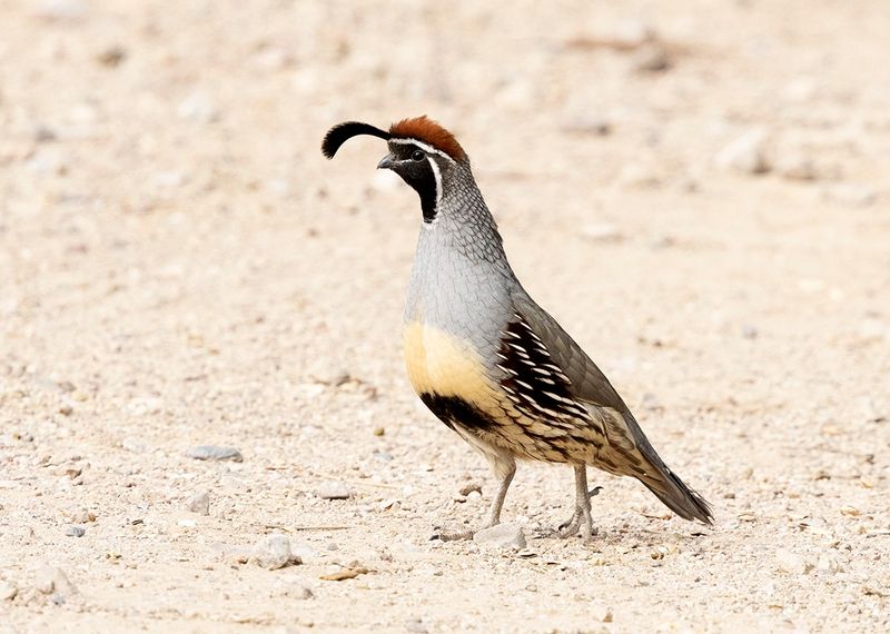 Gambels quail - Callipepla gambelli