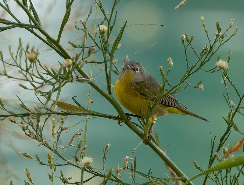 Nashville Warbler - Vermivora ruficapilla