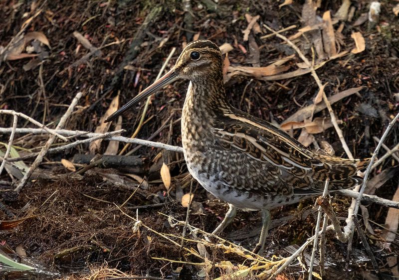 Wilsons Snipe - Gallinago gallinago