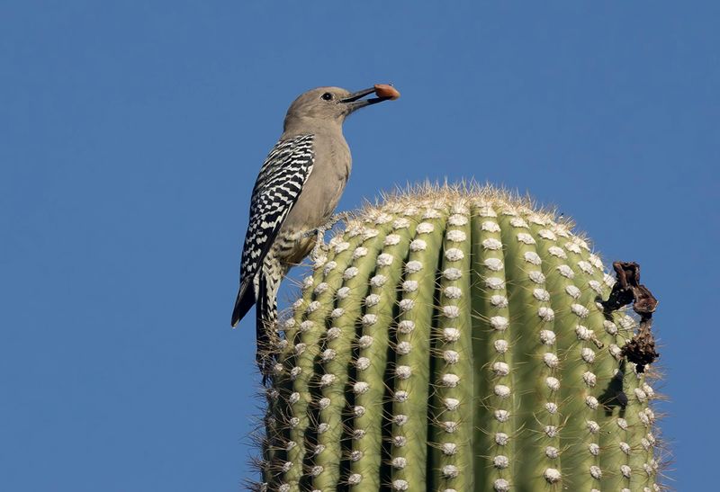 Gila Woodpecker - Melanerpes uropygialis