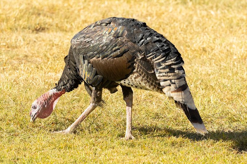 Wild Turkey - Meleagris gallopavo