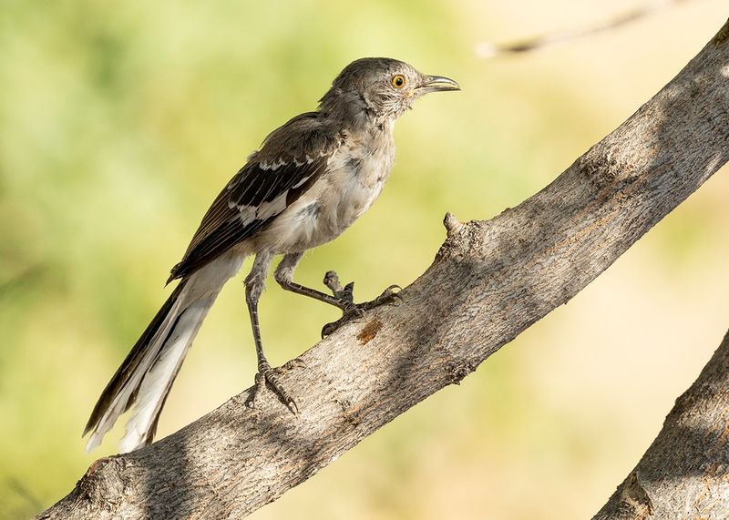 Northern Mockingbird - Mimus polyglottos