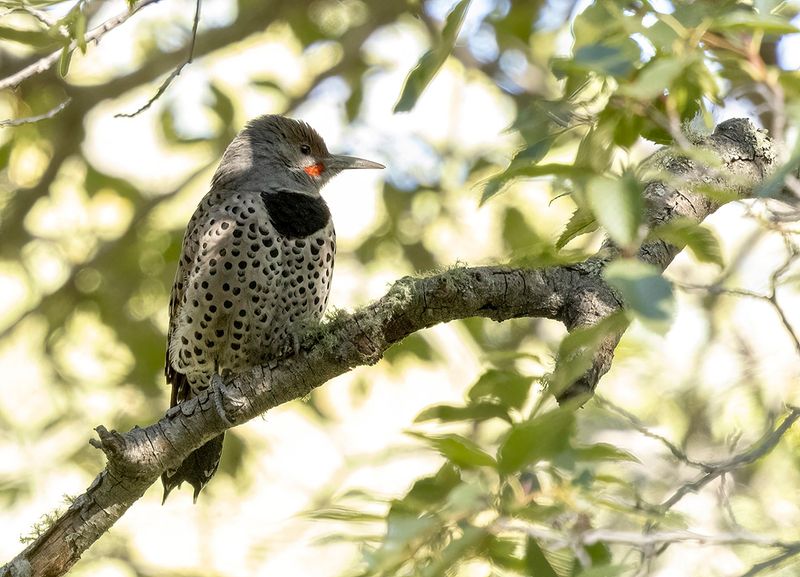 Northern flicker - Colaptes auratus