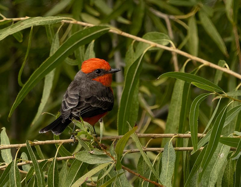Vermillion Flycatcher - Pyrocephalus rubinus