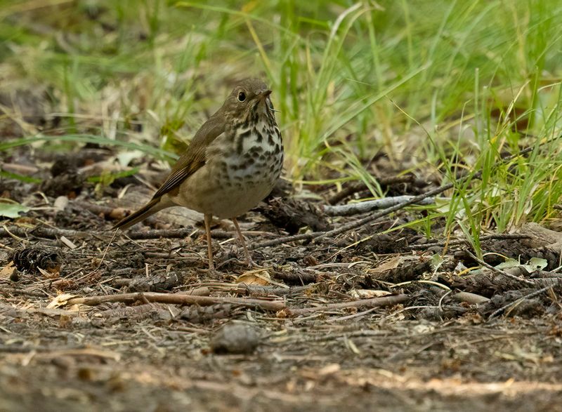 Hermit Thrush - Catharus guttatus
