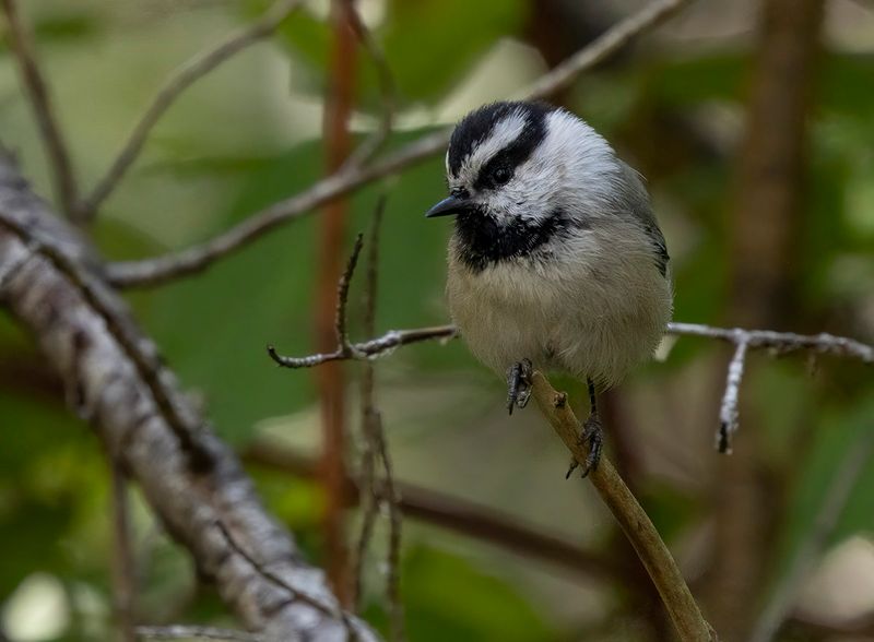 Mountain Chickadee - Poecile gambeli