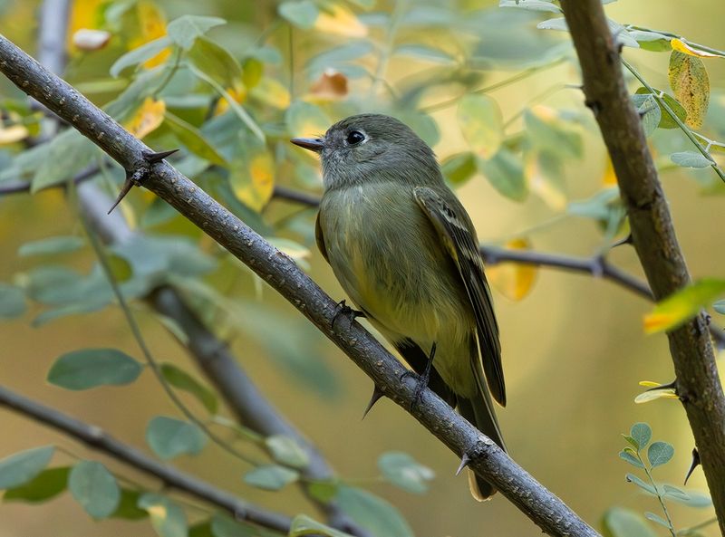 Hammond's Flycatcher - Empidonax hammondii