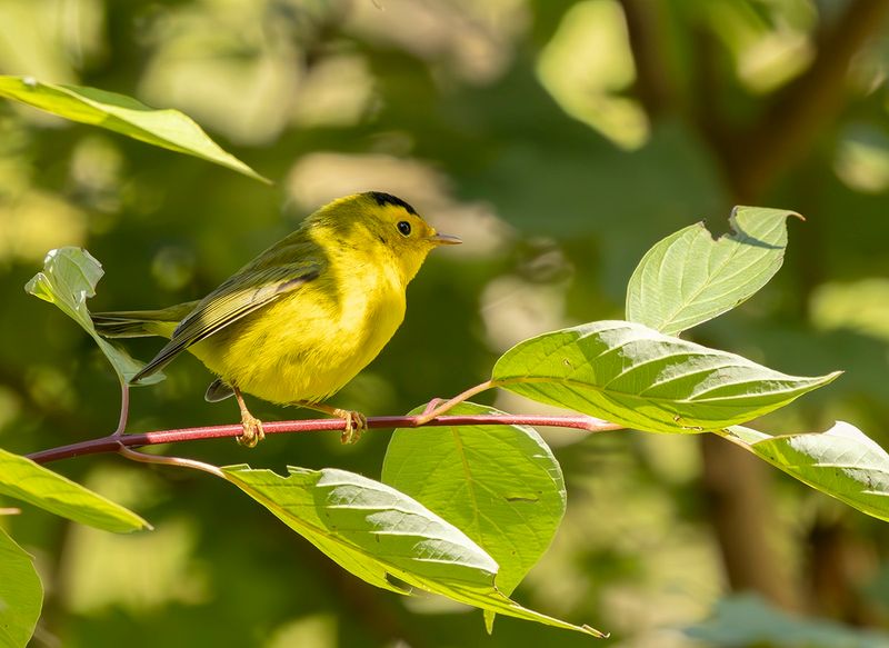 Wilson's Warbler - Wilsonia pucilla