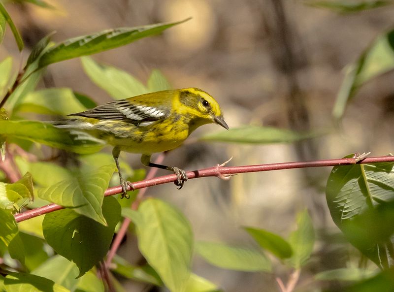 Townsend's Warbler - Dendroica townsendi