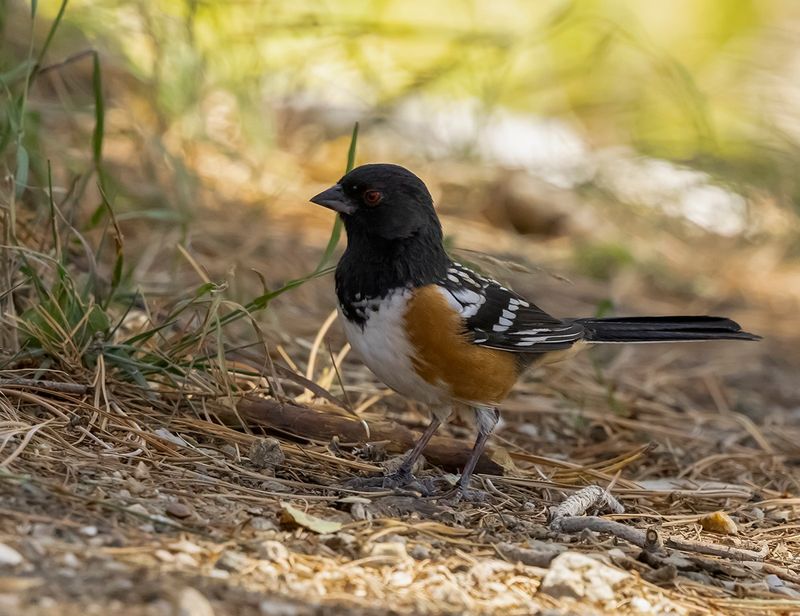 Spotted Towhee - Pipilo maculatus