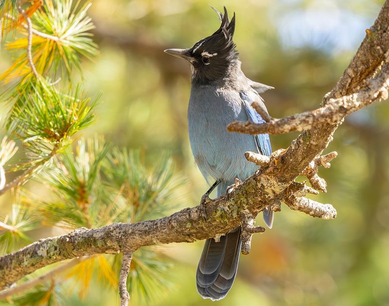 Stelller's Jay - Cyanocitta stelleri