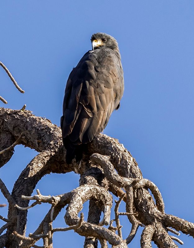 Common Black-Hawk - Buteogallus anthracinus