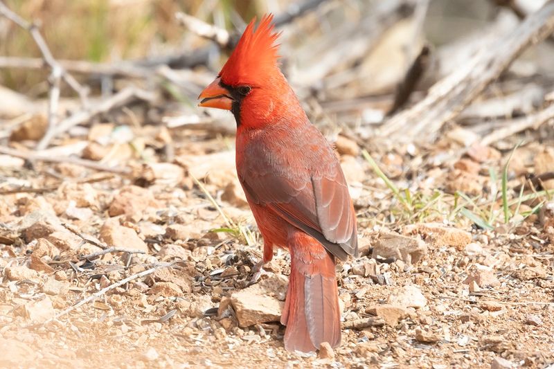 Northern Cardinal - Cardinalis cardinalis
