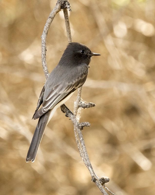 Black Phoebe - Sayornis nigricans