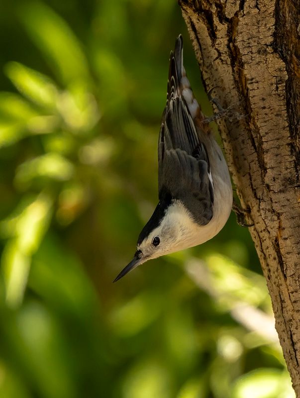 White -breasted nuthatch - Sitta carolinensis