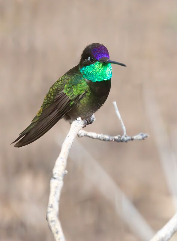 Magnificent Hummingbird - Eugenes fulgens