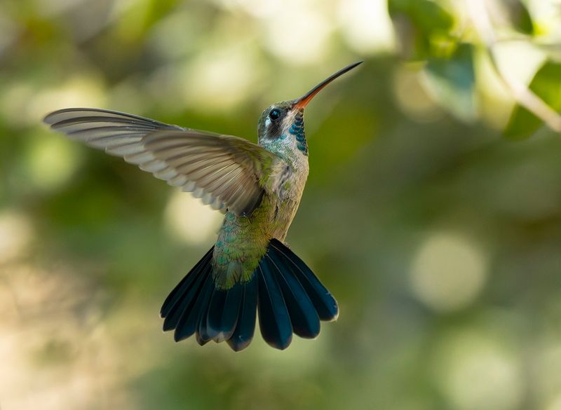 Broad-billed Hummingbird - Cynanthus 