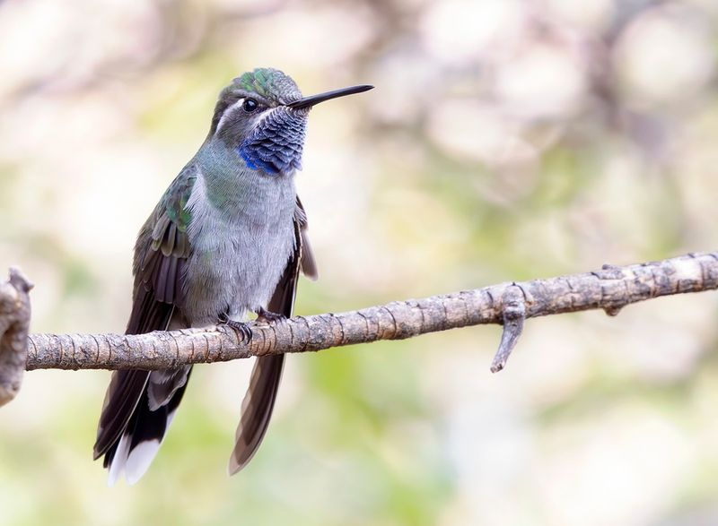 Blue-throated Hummingbird - Lampornis clemenciae