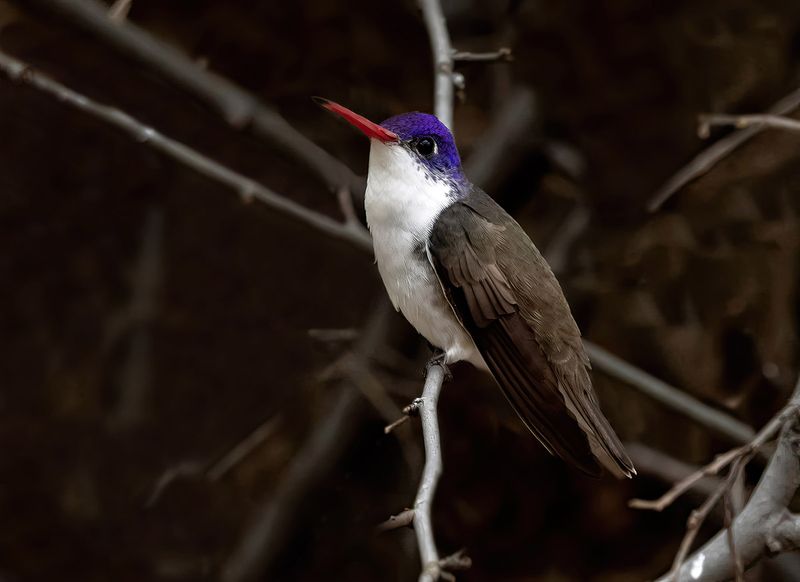 Violet crowned hummingbird - Amazillia violiceps