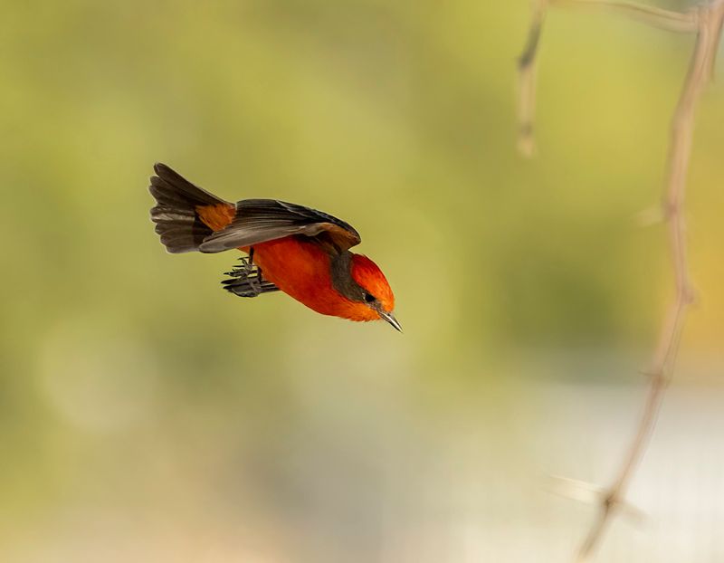 Vermillion flycatcher - Pyrocephalus obscurus