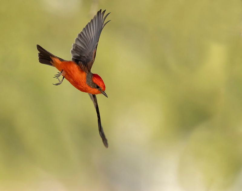Vermillion flycatcher - Pyrocephalus obscurus