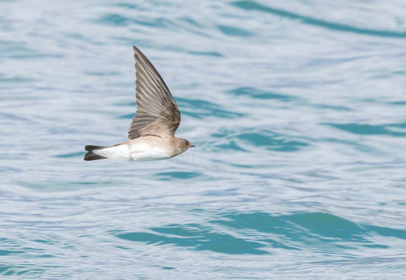 Northern rough-winged swallow - Steigidopteryx serripennis