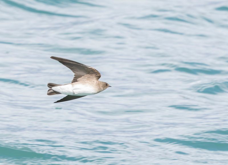 Northern rough-winged swallow - Steigidopteryx serripennis