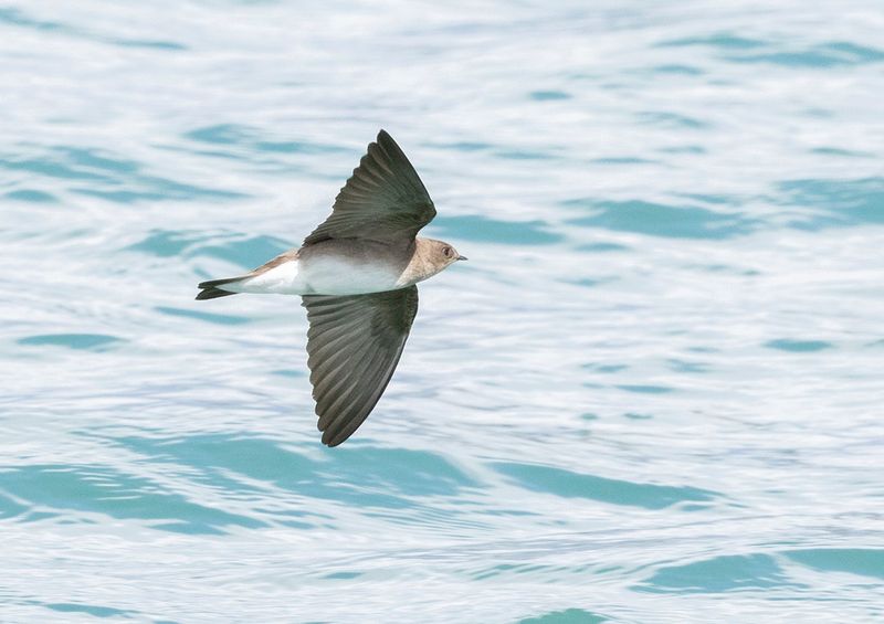 Northern rough-winged swallow - Steigidopteryx serripennis