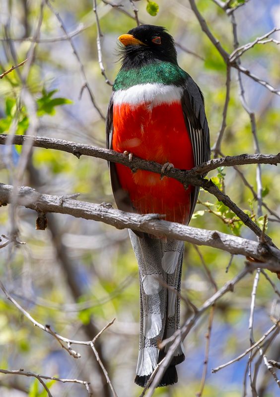 Elegant Trogan - Trogon elegans